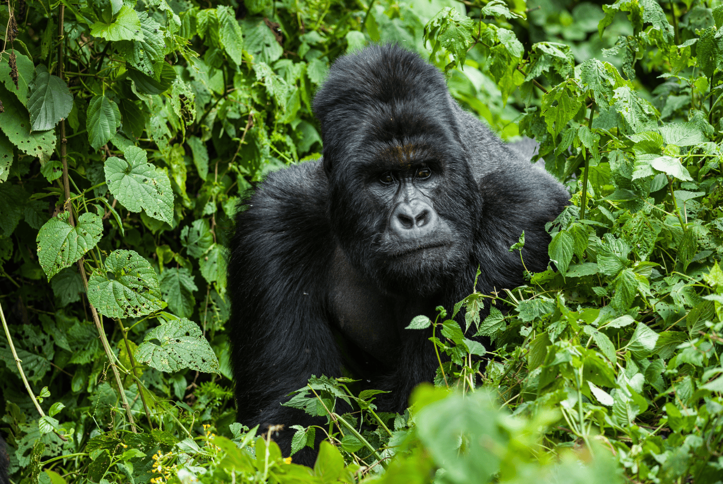 Gorilla Trekking in Volcanoes National Park, Musanze, Rwanda